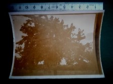 S17 PHOTO authentique WW1 3 soldat poilu cachés dans un arbre