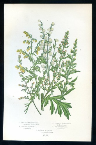Botanique fleur filago - fleur,,