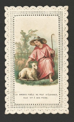 Image pieuse canivet brebis - image,