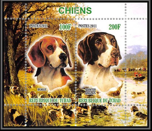 0649 tchad beagle pointer - tchad,