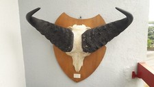 Trophée du buffle du Cap ( caffer ) ; Syncerus caffer #1304
