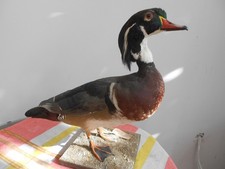 canard carolin 