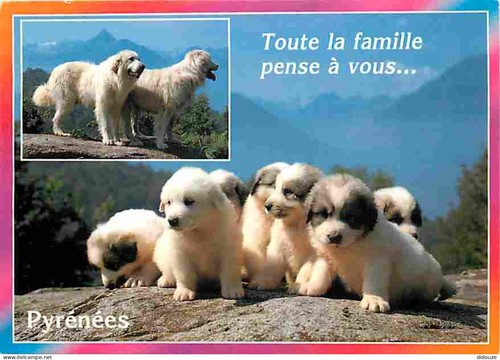 Carte postale animaux - carte,