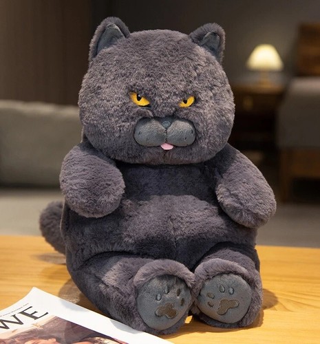 British shorthair cat inch - cat, 12