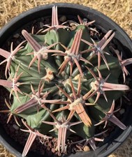 12.9cm Rare Cacti Echinocactus