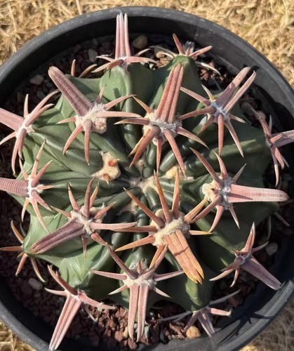 9cm rare cacti echinocactus - 12.9cm,