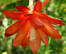 Epiphyllum oxypetalum cv KING