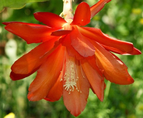 Epiphyllum oxypetalum king - cv,