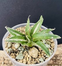 RARE! Agave Horrida Mediopicta