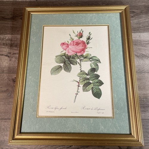 Pierre joseph redouté rosa - redouté,