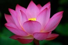 LOTO MIX - NELUMBO NUCIFERA, 10 GRAINES + GRATUIT