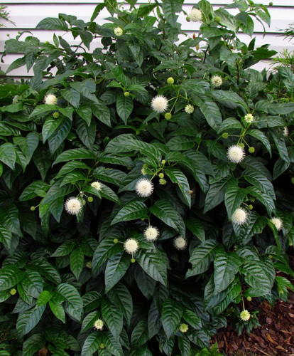 Live buttonbush shrub - buttonbush, –