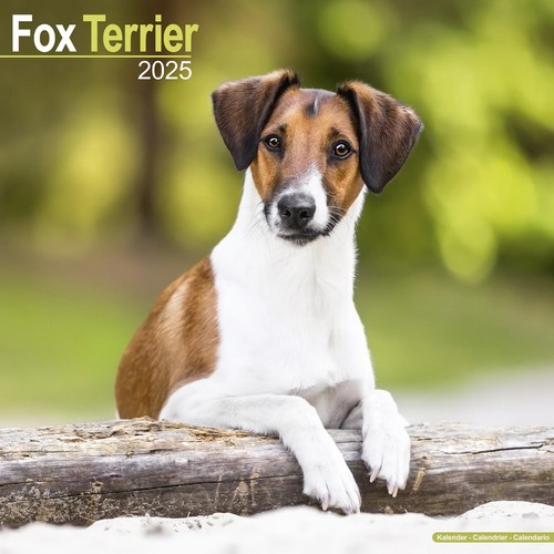 Calendrier 2025 fox - 2025, terrier