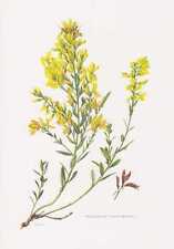 Färber-ginster - Genista