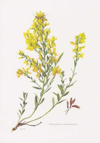 Färber ginster genista - -,