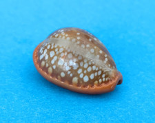 Cypraea Citrina Dauphinensis