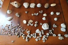 lot de fossiles pierres roches mineraux coquillage a trier 3