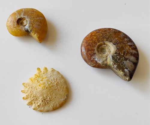 Lot fossiles 2 - fossiles, (