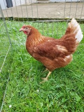 Anti poux rouge poule , oiseaux et autres volailles :-)