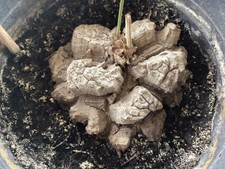 dioscorea mexicana avec