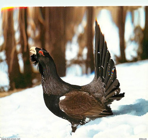 Carte postale animaux - -,