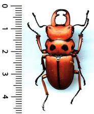 Lucanidae - HOMODERUS MELLYI - Entomologie . insecte 1661G