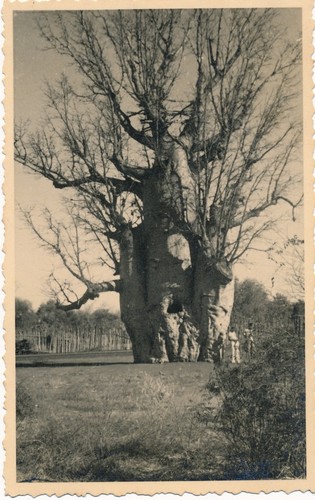 Madagascar 1946 baobab - 1946,