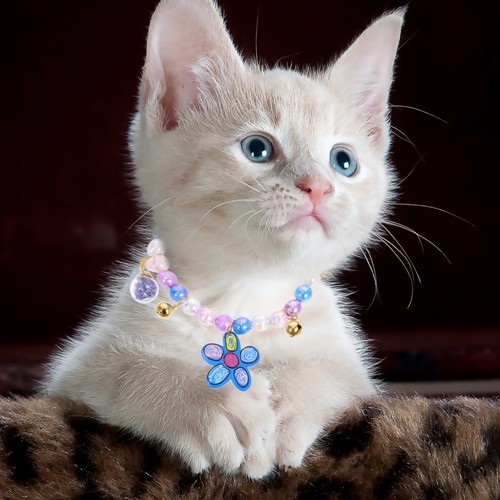 Collier chien collerette - collier,