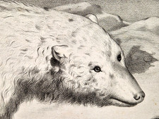 J.F.LLANTA : ANIMAUX Pôle