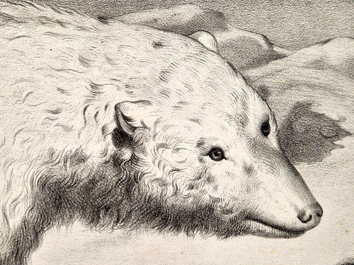 Llanta animaux pôle - j.f.llanta, :