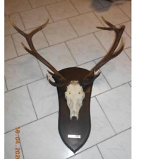 trophée de cerf  massacre  déco chasse objet déco cabinet de curiosité avec date