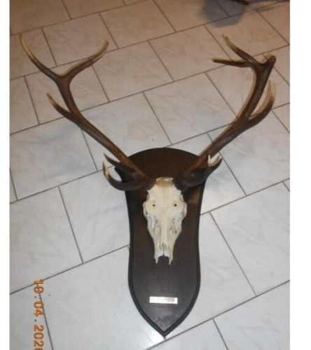 Trophée cerf massacre - de,