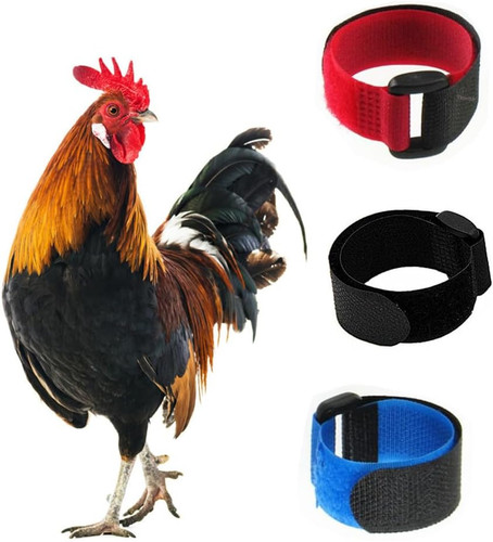 Pack crow rooster - crow,