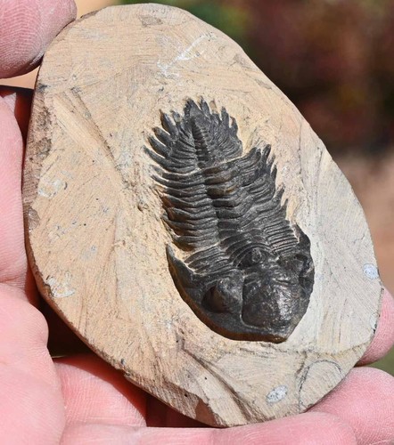 Trilobite fossil metacanthina - trilobite, fossil,