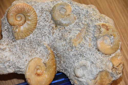 Ammonites sur bloc du - 4,