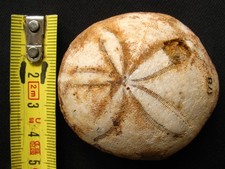 Oursin du Burdigalien : Echinolampas hemisphaerica (Lamarck, 1816)