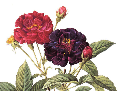 1990 Vintage Print Rose Flower
