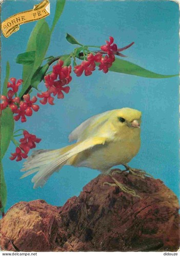 Carte postale animaux - postale,