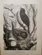 1882 Ancienne Gravure sur Bois