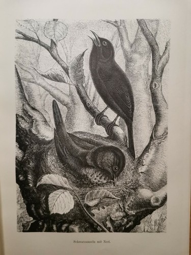 1882 ancienne gravure sur - ancienne,