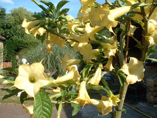Brugmansia citronella - brugmansia,