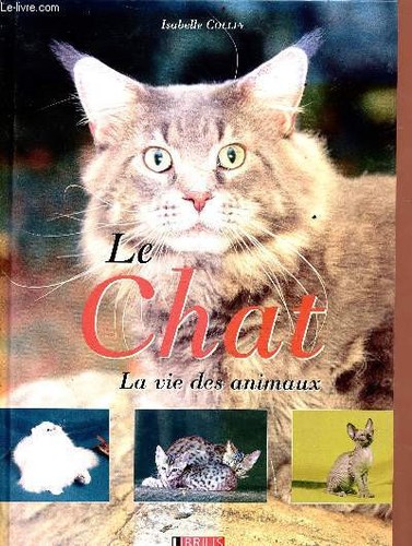Chat vie des - chat,