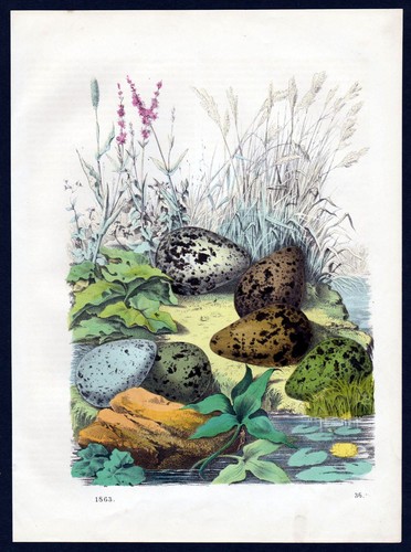 1863 kiebitz northern lapwing - kiebitz,