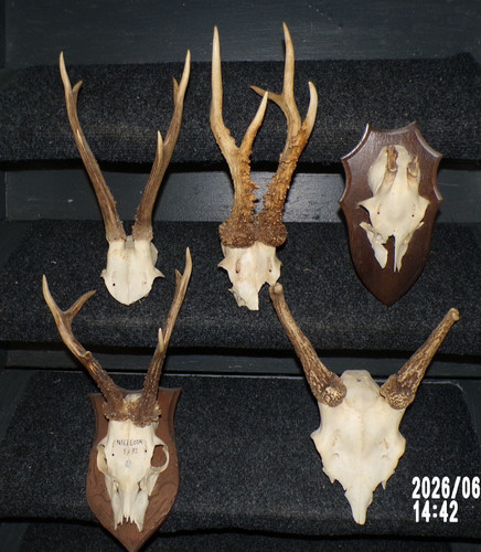 Trophees chasse massacre - trophees, x