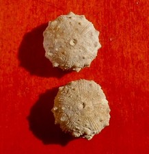 OURSINS FOSSILES JURASSIQUES