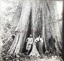 Asie Cambodge Arbre géant c1920 Photo Stereo Plaque verre V25L24n3