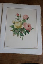 BELLE LITHOGRAPHIE FLEUR PIERRE JOSEPH REDOUTE 1939 MOURLOT ROSE JAUNE BENGALE