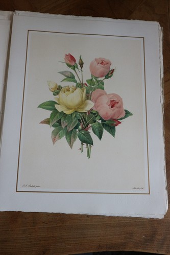 Belle lithographie fleur - belle,
