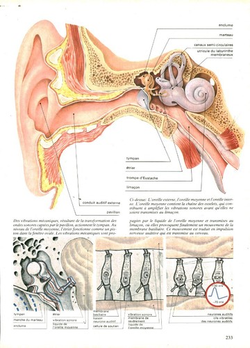 Cabinet curiosité anatomie - de,