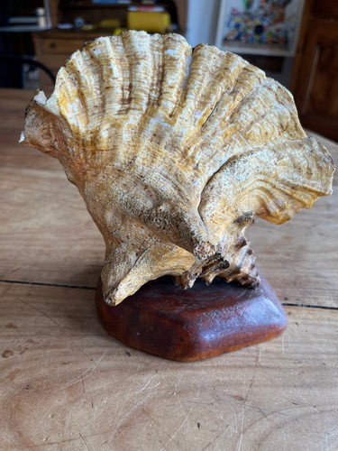Coquillage monté sur socle - coquillage,